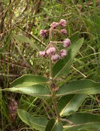 Image result for Apocynaceae subfamilies Asclepiadoideae and Secamonoideae