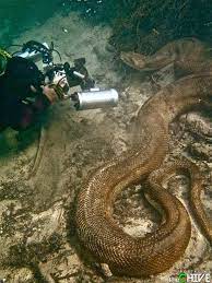 Fail Thechive Green Anaconda Animals Beautiful Animals Wild