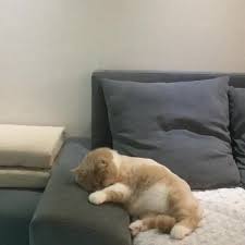 Little Kitty Is Dreaming About Riding A Bycicle Cute Animals Cute Funny Animals Animals