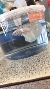 What fish can live with bettas? Meet Alfias I Can T Believe I Found A White Opal Betta At Petco Bettafish