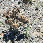 Image result for Albuca setosa