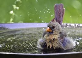 Bird Baths Buying Guide And Store