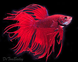 They also charge a little more, but they get really good strains. Crowntail Betta For Sale Aquariumfish Net