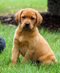 Looking for a fox red labrador retriever puppy for sale? Lab Puppies For Sale Mn Petfinder
