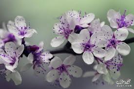 صور ازهار الربيع 2019 صور ورود الربيع اجمل صور الورود صور زهور جميلة purple and white flowers flowers photography flowers