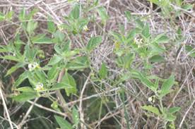 Image result for Solanum chenopodioides