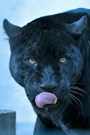 Kara Panter 2020 Buyuk Kediler Leoparlar Siyah Jaguar