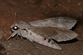 Image result for Convolvulus ocellatus