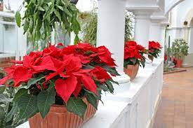 How To Keep A Poinsettia Alive All Year Long? - Cutting Edge Plants
