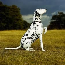 Bestseller · klassiker · versandkostenfrei · große auswahl Pin By Gorkem On I Dalmatians Dalmatian Dogs Dalmatian Dog Photography