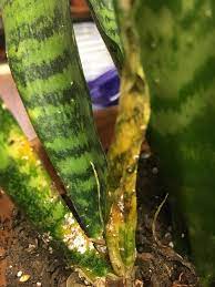 These tropical, hard to kill plants are a popular prevention is the key to avoid any cold damage in snake plants. What S On My Snake Plant On Mature Leaves Too Causing Yellow Brown Spots None Of My Other Indoor Plants Have It Gardening