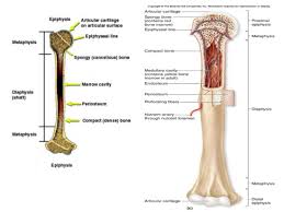 This is due to the shape of the bones, not their size. Gross Structure Of Adult Long Bone