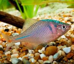 How To Set Up A Taiwanese Biotope Aquarium Features Practical Fishkeeping Pet Fish Fish Fish Care