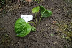 Der japanische meerrettich ist eine mehrjährige pflanze. Wasabi Eutrema Japonicum Hortus Delirantium