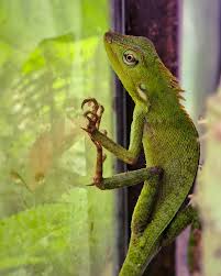 Image result for Urochloa jubata