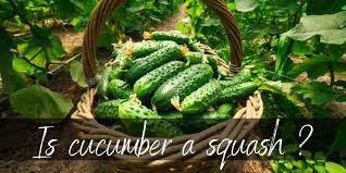 Maybe you would like to learn more about one of these? Is Cucumber A Squash No But They Re Related Foodiosity