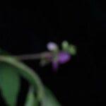Image result for Polygala persicariifolia