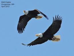 Bird Of Prey That Feeds On Fish 6 Letters Northwest Nature Notes November 2012 Bald Eagle Bald Eagle Pictures Eagle Pictures