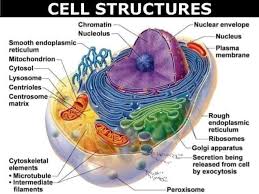 Maybe you would like to learn more about one of these? Student Nurses Cell Structures 1 Cell Membrane Thin Facebook