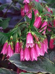 Campanula Flowers Also Called Cherry Bells Annual Plants Plants Planting Flowers
