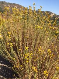 Image result for Isonema