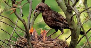 An einem vogelhäuschen oder einem futterautomaten kannst du gut die vögel in deinem garten beobachten. Vogelgarten Die Besten Tipps Mein Schoner Garten