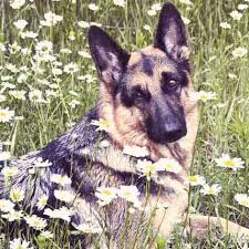 Healthy Eating For A German Shepherd Petcarerx