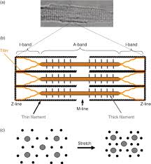 É o único teste de inteligência? Sarcomere An Overview Sciencedirect Topics