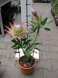 Protea Cynaroides Mini King Evergreen Shrub Is Native To South Africa It Grows At A Moderate Rate To 3 Tall And Wide It B Evergreen Shrubs Xeriscape Bloom