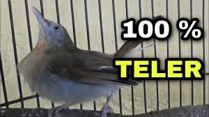 Burung jenggot mini mp3 / mp4. Jenggot Mini Teler Mbeset Youtube