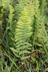 Image result for Thelypteris confluens