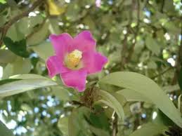 Image result for Lagunaria patersonia