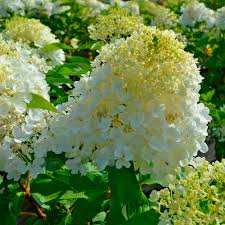 Image result for Gaertnera paniculata