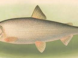 La majoritatea pasarilor scheletul cantareste 5% din greutatea corpului, unele specii de pasari sunt atat de usoare incat penele cantareasc mai mult decat scheletul. Specii De Pesti Din Dunare Si Delta Dunarii Dunare Ro