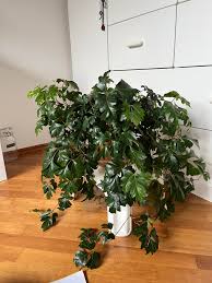 Image result for Rhoicissus rhomboidea