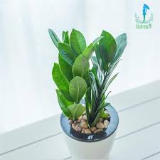 *** vertical white pvc triangle box planter with hanging system money plant indoor ***bonayon new collection for indoor home decor.fresh plant, excellent look planter, very easy low maintenance(excellent shape and. Buy Money Tree Potted Flowers Potted Indoor Plants Green Plants Bonsai Office Hydroponic Planting Potted Lucky Tree In Cheap Price On M Alibaba Com