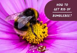 Getting rid of carpenter bees with music. Bumblebee Control How To Get Rid Of Bumblebee Bumblebee Nests And Stings Pest Samurai
