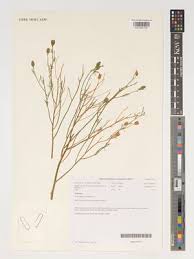 Image result for Thamnosma rhodesica