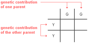 Punnett squares are grids that organize genetic information. Basic Principles Of Genetics Probability Of Inheritance
