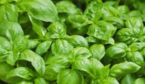 We did not find results for: Never Waste Fresh Basil Again By Freezing It Preserving Basil Freezing Basil Herbs
