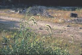 Image result for Setaria kagerensis