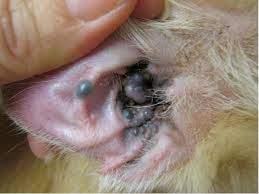 Brooklyn Vet Groups Veterinay Clinic In New York