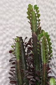 Image result for Euphorbia rubriflora