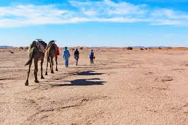 Riding camels in morocco is something many people dream of. Desert Trek Morocco Desert Tours Walking Holiday In Sahara