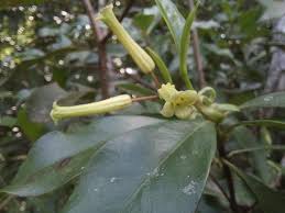 Image result for Peddiea fischeri