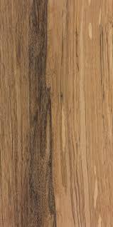 Image result for Olea capensis