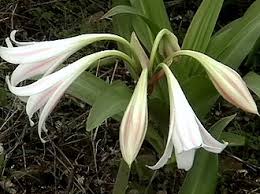 Image result for Crinum verdoorniae