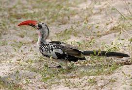 What Kind Of Bird Is Zazu From The Lion King Google Search Zazu Lion King Lion King Jr Kinds Of Birds