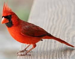 Red Birds That Look Like Cardinals Thanks To My Mother I Still Believe That Good Luck Is Gained When You Spot A Cardinal Cardinal Birds Birds Of America Bird