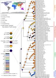 Image result for Pseudognaphalium oligandrum